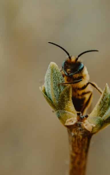 les abeilles domestiques sont les seule à produire des nutriments propres à l’alimentation humaine
