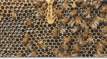 des ruches installées par OnlyOne